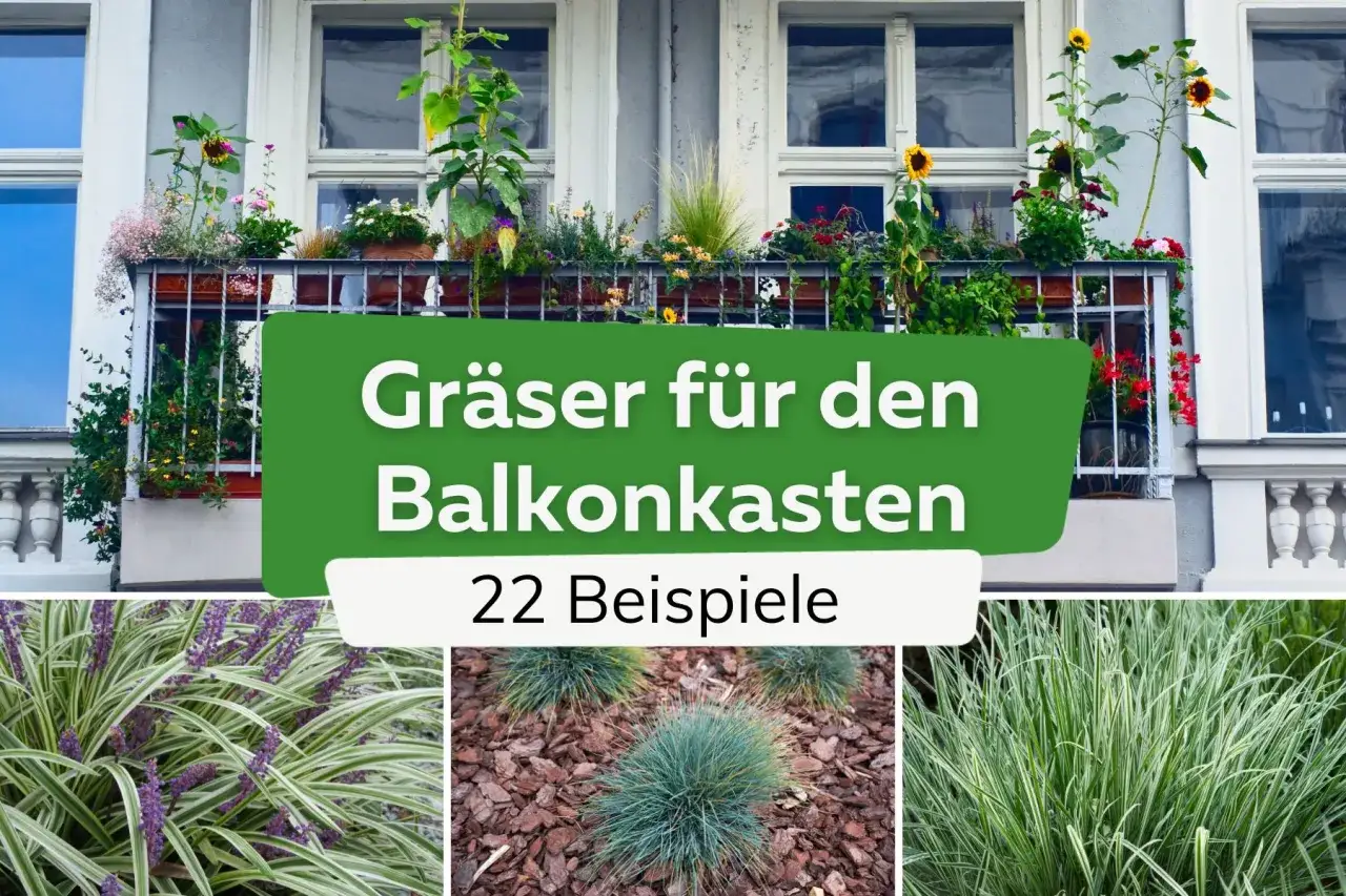 Gräser für den Balkonkasten modern gestalten: Ideen für üppige Bepflanzung mit verschiedenen Gräserarten.
