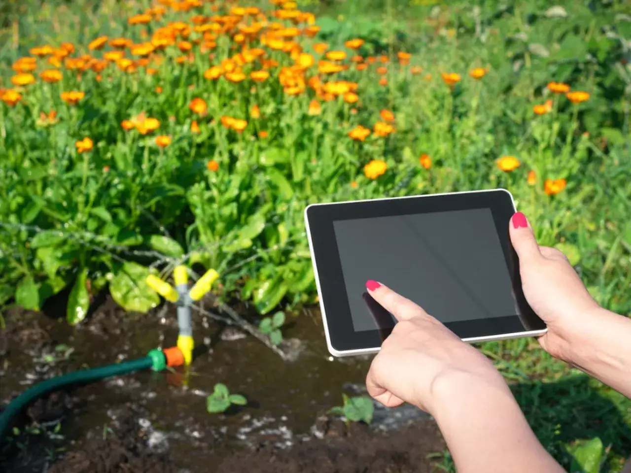 Mit einem Bewässerungscomputer auf dem Tablet steuert die Person die Gartenbewässerung.