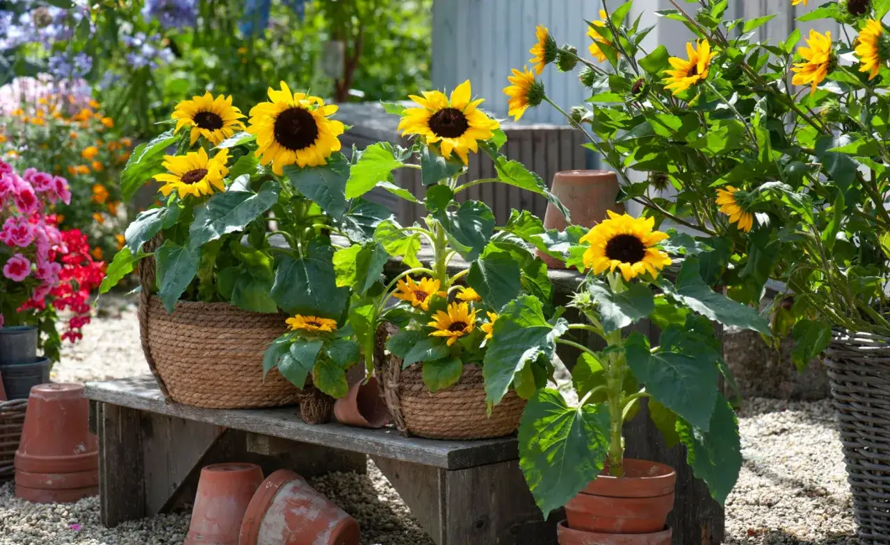 Sonnenblumen in Körben und Töpfen, bereit zum blumen pflanzen im topf. Bunte Blumen im Hintergrund.