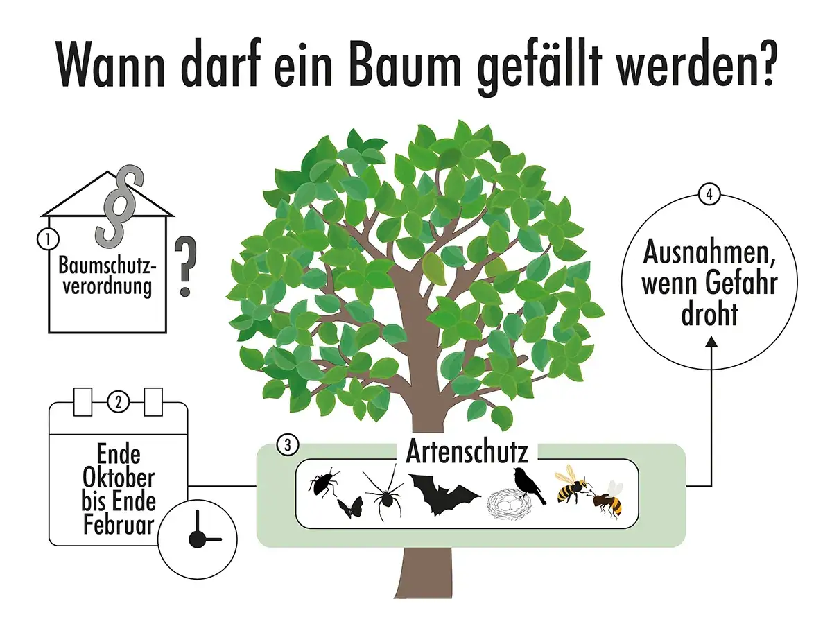 Ein Baum darf nicht einfach absterben gelassen werden. Die Baumschutzverordnung und der Artenschutz (z.B. für Vögel, Insekten, Fledermäuse) sind zu beachten. Ausnahmen gelten nur bei Gefahr.