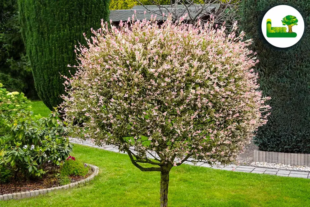 Eine Harlekinweide mit rosa-weißen Blättern im Garten. Wann harlekinweide schneiden? Am besten im Frühjahr, um das Wachstum zu fördern.