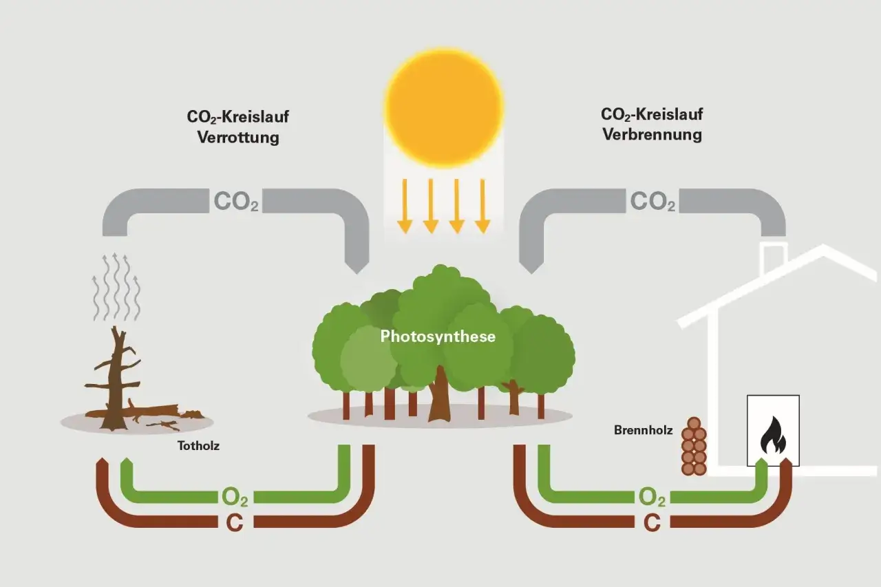 Der CO2-Kreislauf: Warum brennt Holz? Verrottung und Verbrennung von Holz setzen CO2 frei, während Bäume durch Photosynthese CO2 aufnehmen.