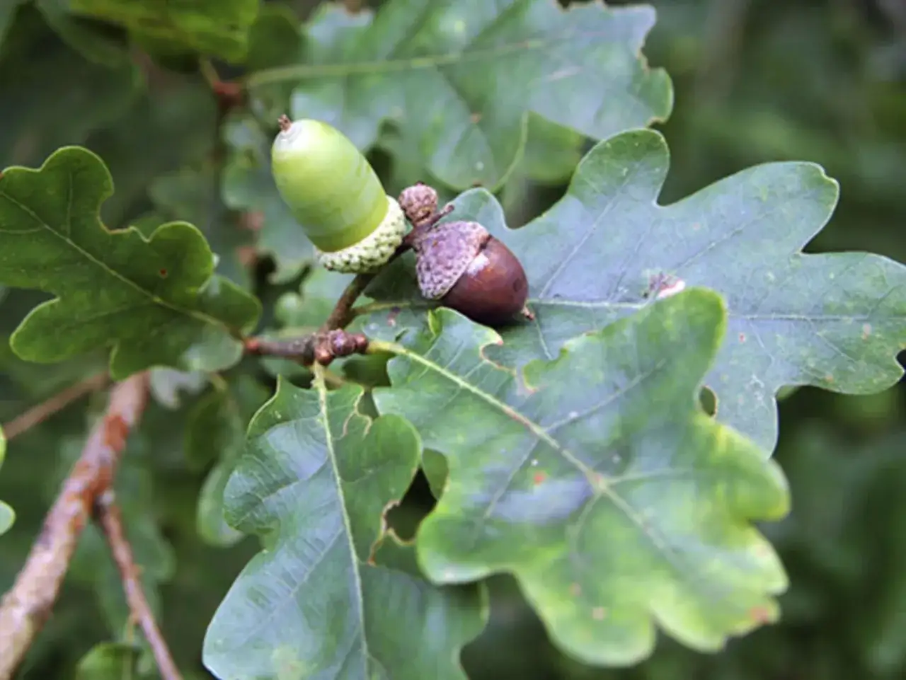 Eicheln an einem Ast, ein grüner und ein brauner, helfen, den Baum zu erkennen.