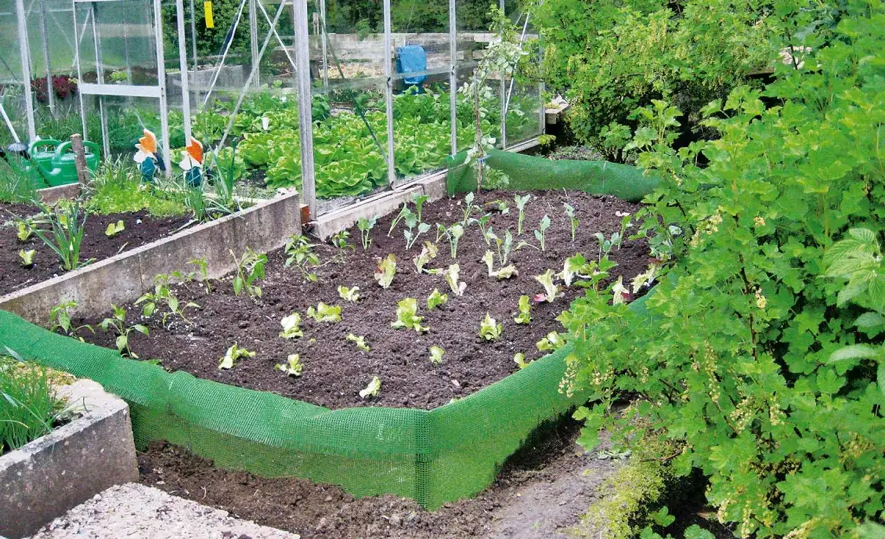 Ein Gartenbeet mit jungen Salatpflanzen, geschützt durch ein grünes Netz, das wie eine schneckendusche garten selber bauen wirkt.