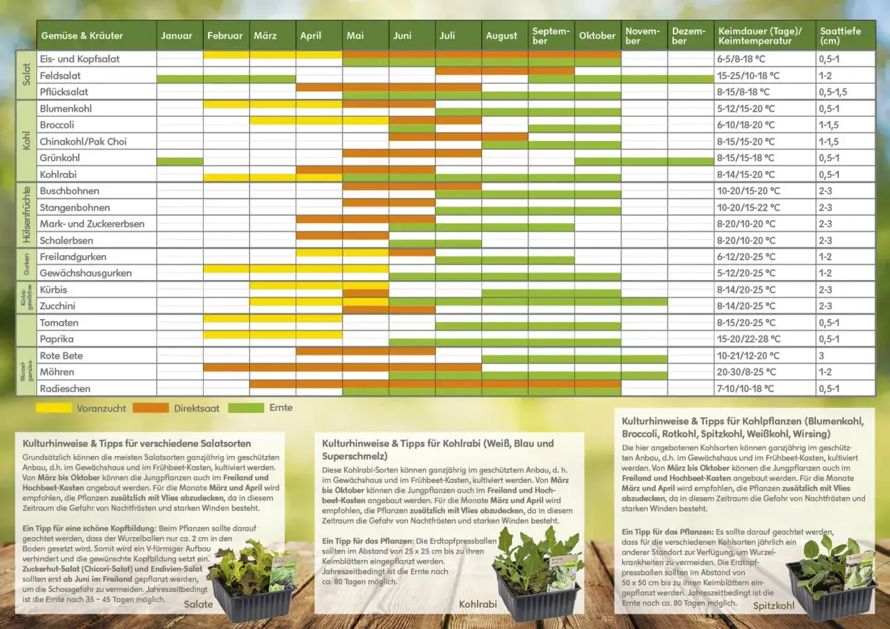 Wann kann man blumen pflanzen? Der Kalender zeigt, dass viele Gemüsearten wie Salat, Kohl und Wurzelgemüse ab März/April direkt gesät oder vorgezogen werden können.