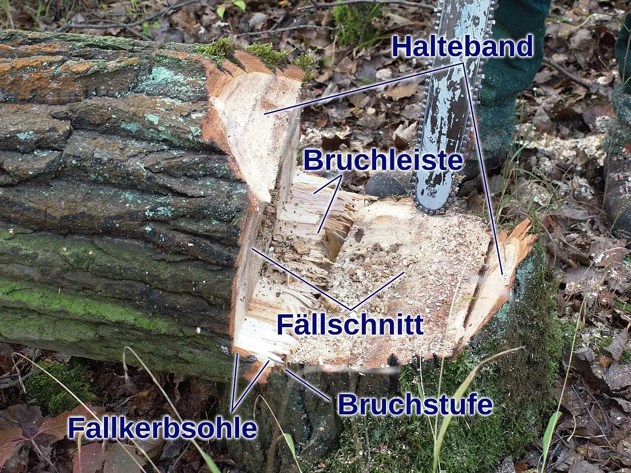 Ein Baum wird gefällt. Die Motorsäge mit Halteband ist im Einsatz. Der tree pusher hat den Fällschnitt und die Bruchleiste präzise gesetzt.