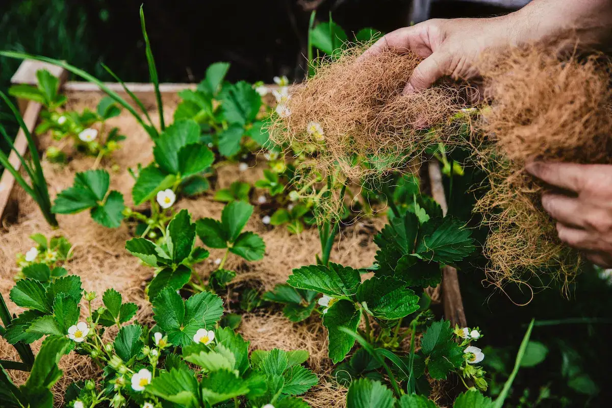 Hände streuen Hackschnitzel als Mulch über junge Erdbeerpflanzen mit Blüten.