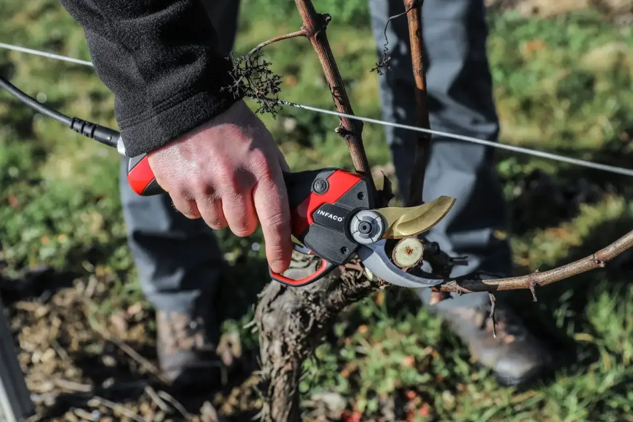 Eine Hand hält eine elektrische Rebschere, um einen Weinrebenzweig zu schneiden.