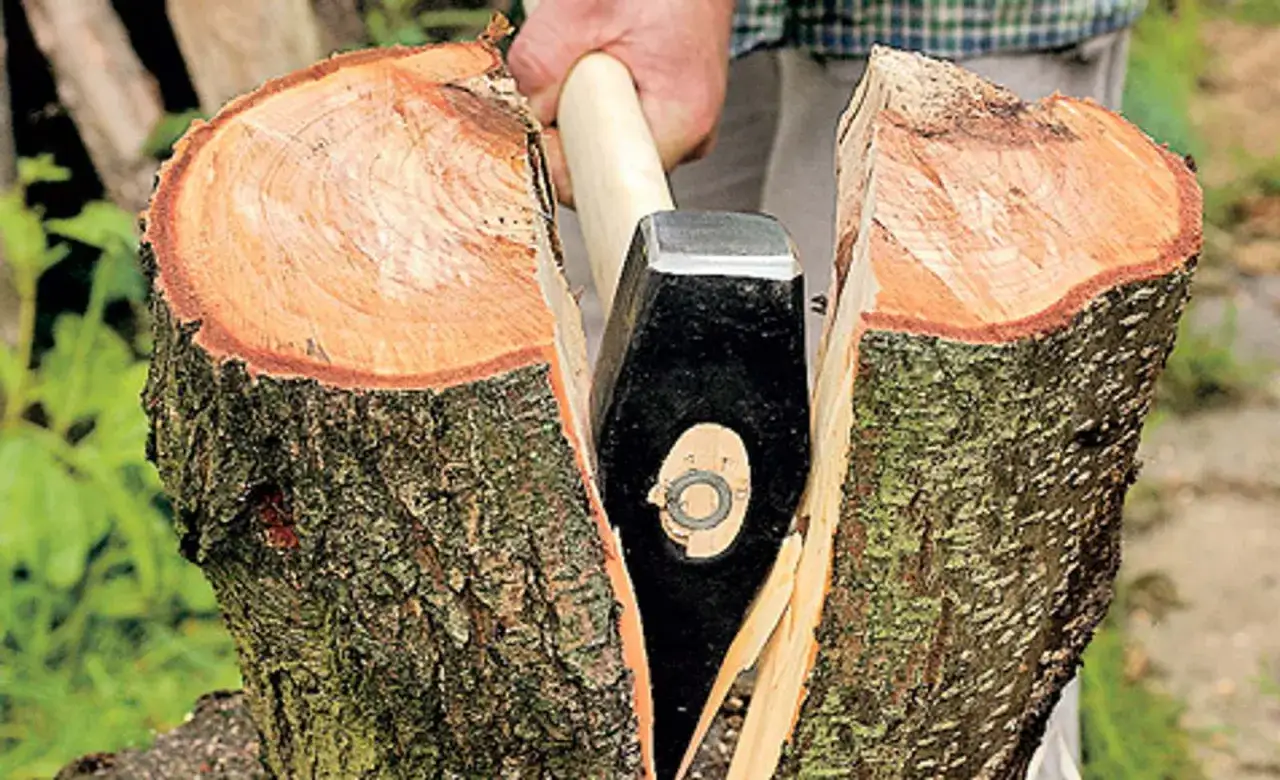 Axt spaltet Esche-Stamm. Das Holz brennt gut, aber die harte Rinde ist ein Nachteil beim Brennholz machen.