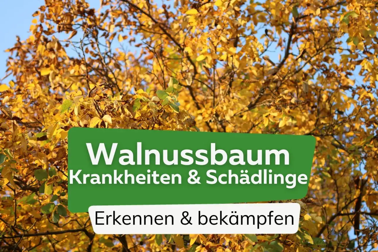 Herbstlaub an einem Walnussbaum, der Anzeichen zeigt, dass er stirbt. Text: