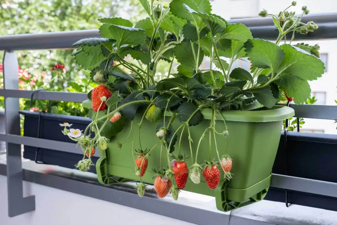 Reife und grüne Beeren hängen von einem Erdbeerpflanzkasten auf dem Balkon.
