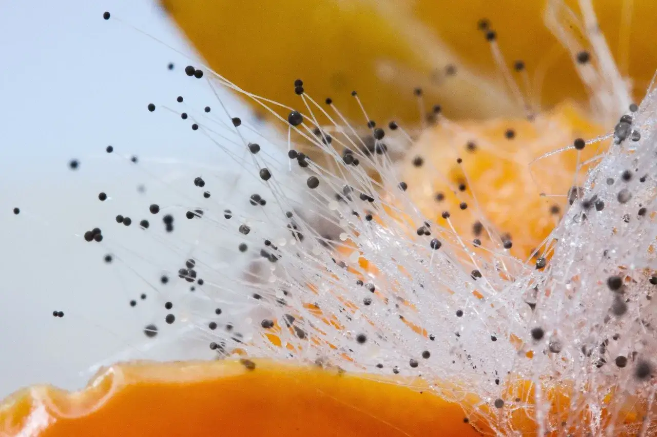Nahaufnahme von Schimmel auf einer orangefarbenen Frucht. Feine wei&szlig;e F&auml;den mit schwarzen Sporen wachsen aus dem Fruchtfleisch. Der Kompost schimmelt.