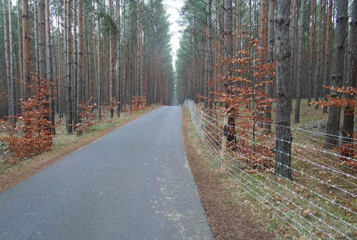 Gerader Weg durch einen Kiefernwald, gesäumt von einem Stacheldrahtzaun und jungen Bäumen mit braunen Blättern.