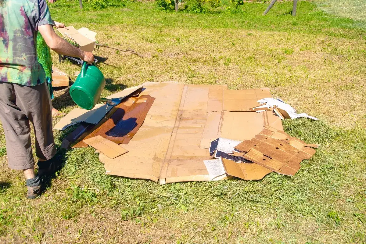 Gartenarbeit nach Charles Dowding no dig: Kartons werden mit Wasser getränkt, um den Boden zu bedecken und Unkraut zu unterdrücken.