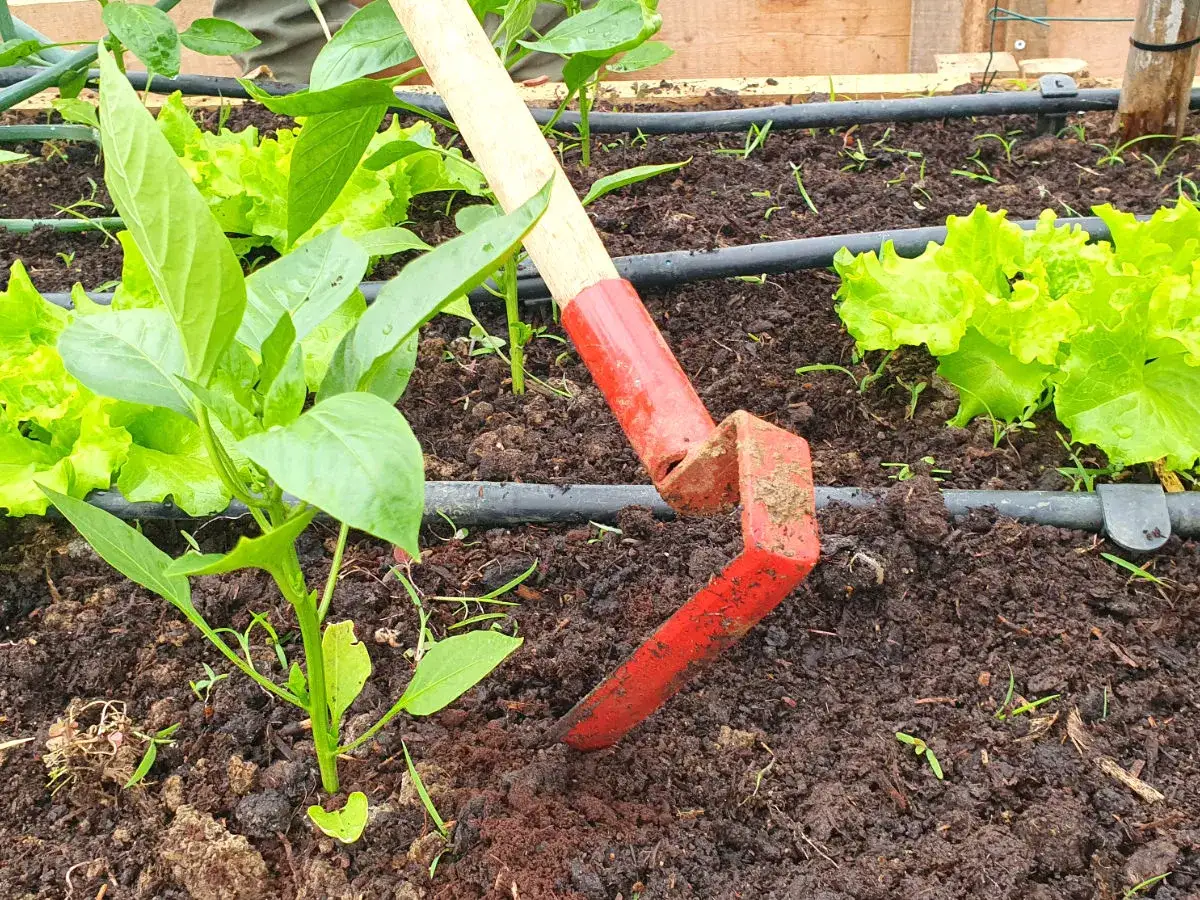 Gartenarbeit mit dem Hecht 7100: frischer Salat und Paprikapflanzen im Beet, bereit für die Ernte.