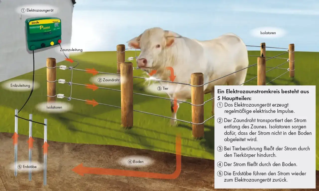 Ein weißer Bulle berührt einen Zaun, der von einem Elektrozaungerät gespeist wird. Der Stromkreis mit Erdstäben und Isolatoren wird erklärt.