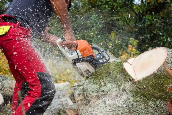 Holzarbeiter mit Kettensäge zerteilt einen Baum. Sägespäne fliegen durch die Luft, während der Baum absterben gelassen wird.